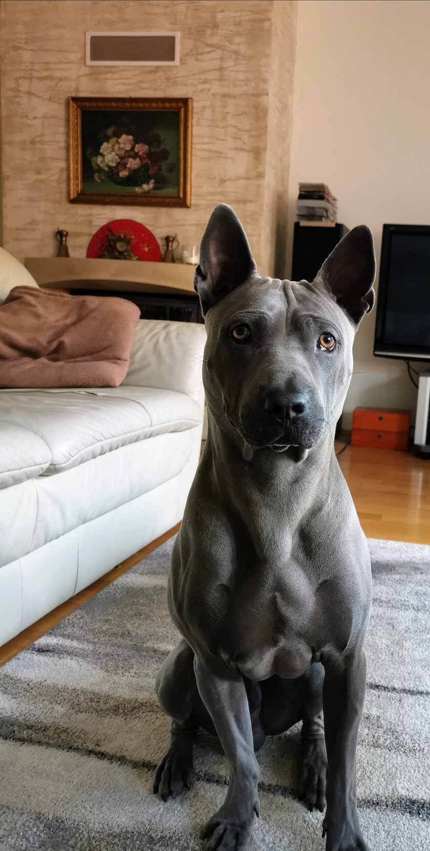 Harry ma 5 lat i jest bardzo przytulaśnym przedstawicielem rasy Thai Ridgeback. Uwielbia każdego, kto się na niego spojrzy ;)