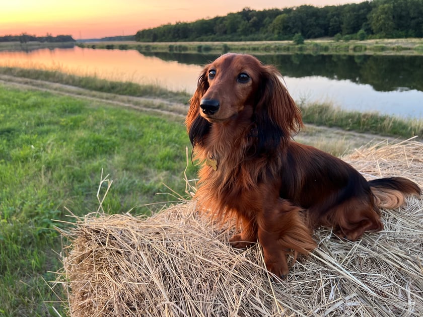 Gerciu to jamniczek długowłosy króliczy. Ma 17 miesięcy. Geralt to prawdziwy wiedźmin. Jako pies myśliwski kocha norować, węszyć, kopać. Jest strasznym łobuzem, uwielbia podkradać rzeczy z szafek i biegać z nimi po całym mieszkaniu. Kocha swoją ludzką i psią rodzinkę. Jest bardzo wesołym, żywiołowym jamniczkiem, ale kiedy jest robione zdjęcie- potrafi zapozować jak model. Do zobaczenia na spacerach w różnych wrocławskich parkach, które lubimy odkrywać.