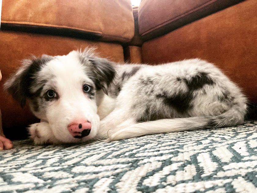 Border Colie blue merle