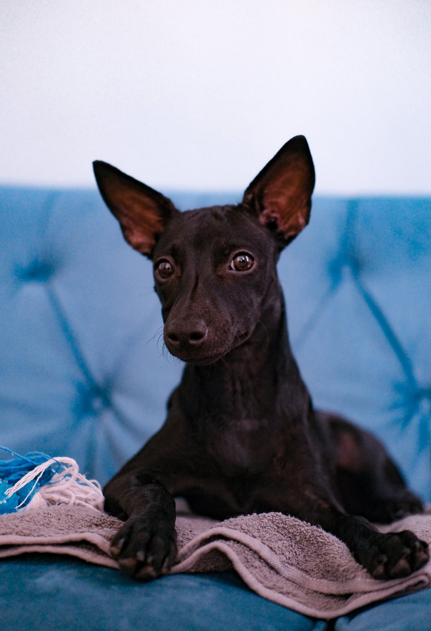 Nori to nagi pies meksykański, ma teraz 5 miesięcy. u tej rasy mogą być zarówno łyse, jak i z włosami. mamy taką piękność! bardzo szybki i mądry