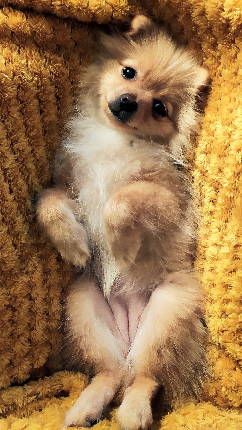 Lilly bez wątpienia jest największym słodziakiem pod słońcem. Jest towarzyska, zawsze chętna do zabawy, ale przy tym nienachalna i potrafiąca zająć się sobą w swobodnej zabawie. Chętnie ćwiczy pokazowe sztuczki i wszelkie komendy związane z posłuszeństwem. Odkąd jest z Nami rozświetliła życie nie tylko nam, ale również całej naszej rodzinie.