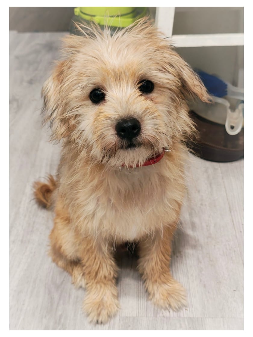 Cudowny, radosny, pędziwiatr. Wszędzie go pełno, uwielbia ludzkich sąsiadów i psich także. Dogaduje się z kotkami, bo w sumie to fajnie są jak nie uciekają na szafę.