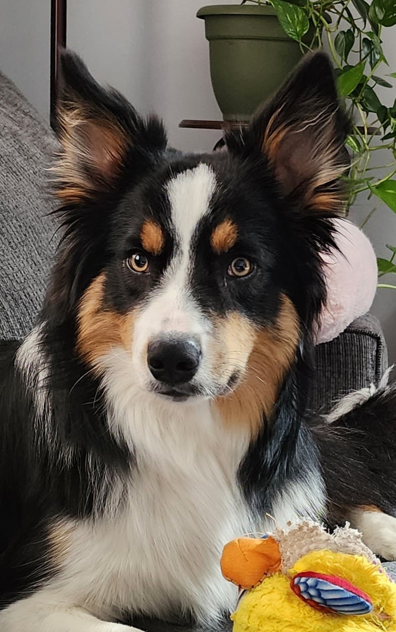 Border collie
Najmadrzejsze i najladniejsze psy na swiecie