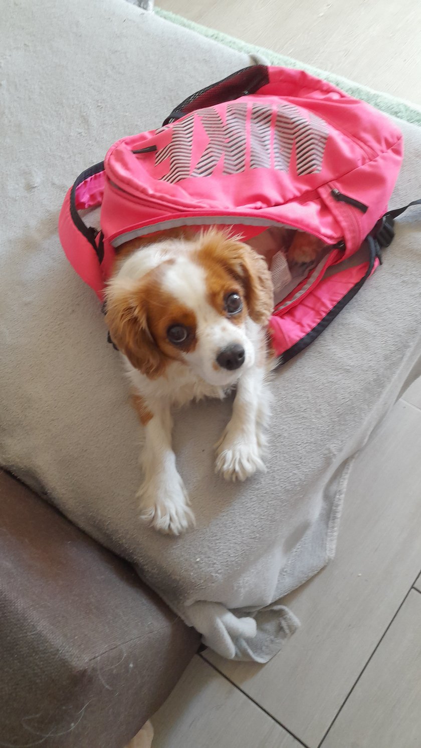 Kochać potrafi tak tylko ona - to zasługa jej ogona. Miała być leniwa psiurka a zwiedza ze mną świata podwórka. Wszędzie węszy, ogonkiem macha mogę z nią iść na koniec świata. Ma za sobą lata psie 3 i pełne szczęścia są nasze dni.