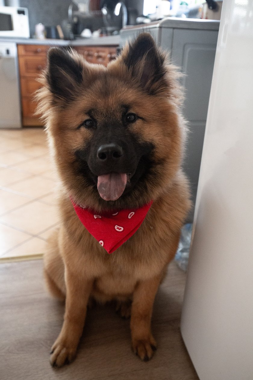 Leica jest suczką rasy Eurasier, ma już skończone pół roku i jest najkochańszym łobuzem na świecie.