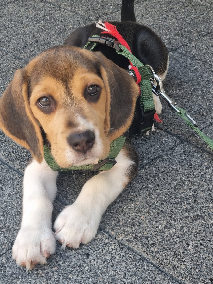Gniewko to mały psotnik i gryzoń, ale jego oczy sprawiają, że można mu wszystko wybaczyć.
