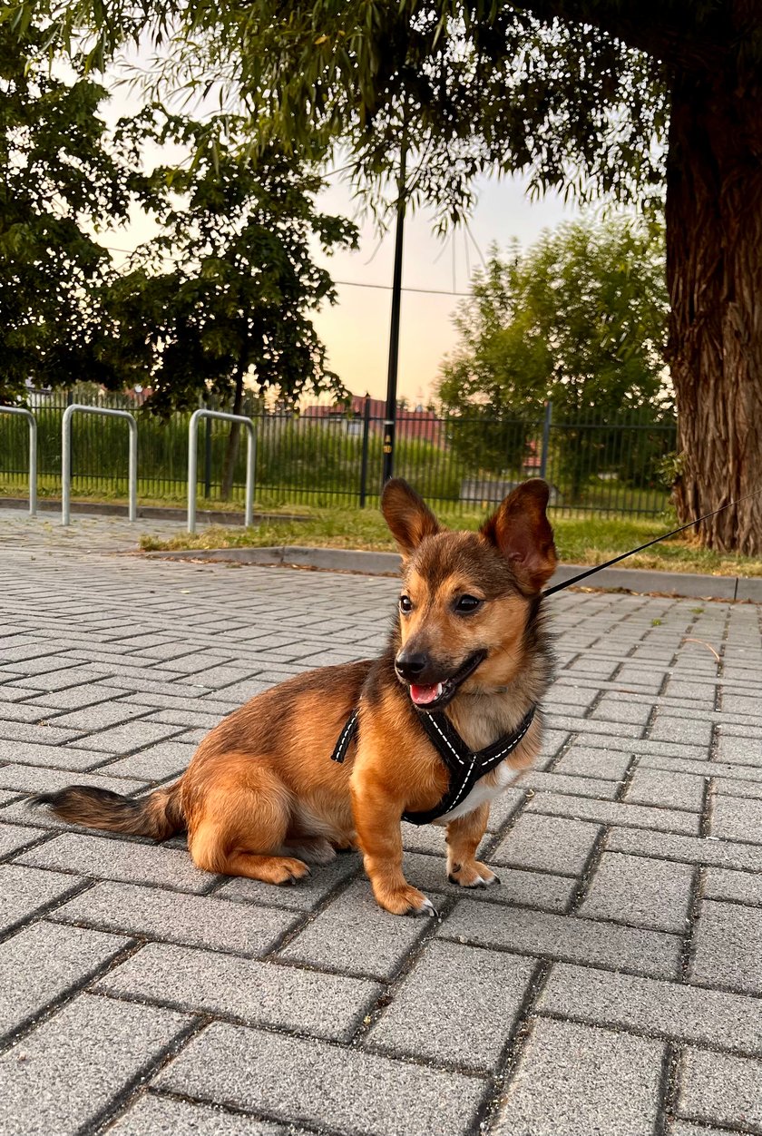 Gacek jest 1,5 rocznym psem. Uwielbia się bawić, psocić i przytulać.