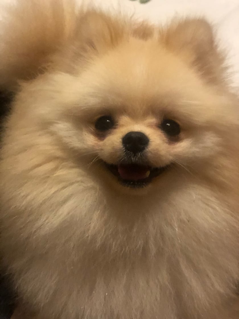 9-miesięczny pomeranian