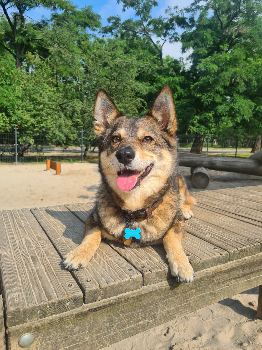Lisek to małe puszyste szczęście, które było rzucono chorym w lesie. Poza tym próbowano go zastrzelić, żeby się go pozbyć jakby z niepotrzebnej rzeczy.Kiedyś wskoczył do mojego samochodu szukając pomocy.I już od 4 lat jest najszczęśliwszym psem na świecie mieszkającym w naszym kochającym domu.