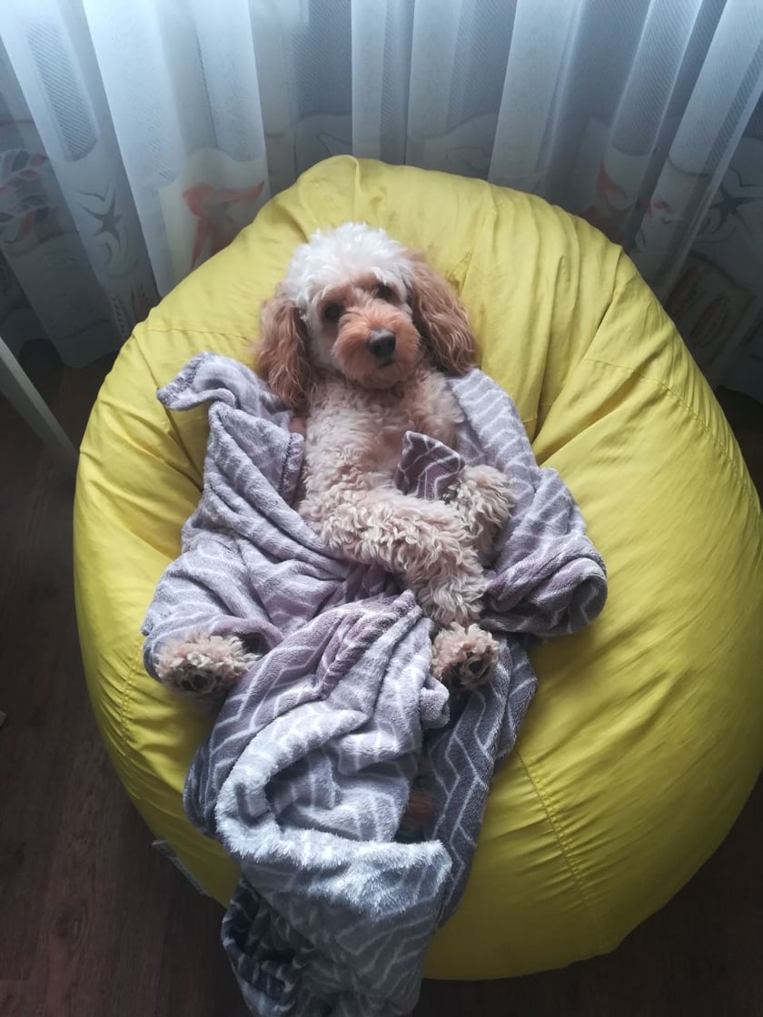 Mały, czerwony, puszysty piesek. Zawsze energiczny i ciekawski. Prawdziwa słodycz!