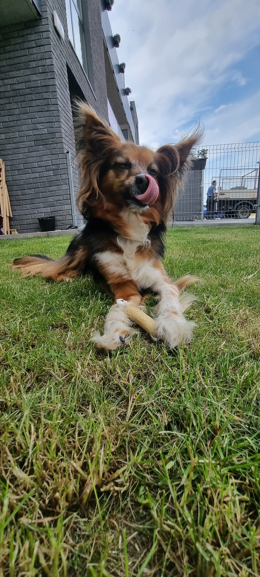 Lady ma już 14 lat. Jest najcudowniejszym czworonogiem na świecie. Uwielbia się przytulać i dawać buziaczki.