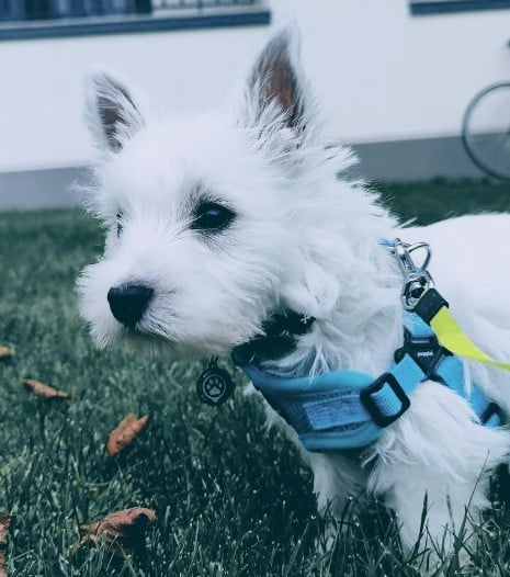 Przystojny, przyjacielski i bardzo kochany Leonardo.