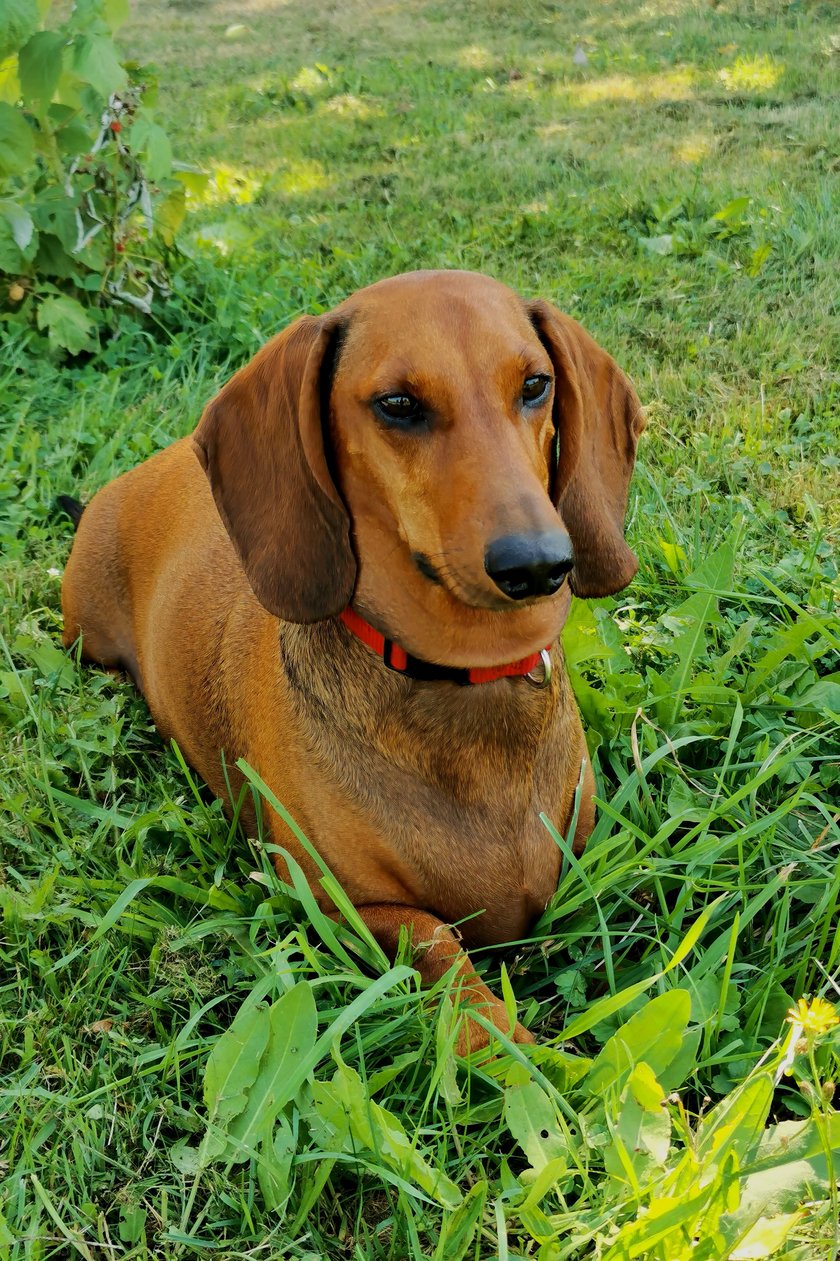 Cześć jestem Scooby. Lubię piłki, wygodne łóżko właścicieli i wygrzewanie w promieniach słoneczka. Dobre pozowanie to nie lada wyzwanie, ale ja uwielbiam takie zamieszanie. Jak na jamnika przystało mam dłuuuugi tułów a uszy - jeszcze dłuuuższe. Oh, przez to jestem właśnie taki uroczy, popatrzcie tylko w moje psie oczy!