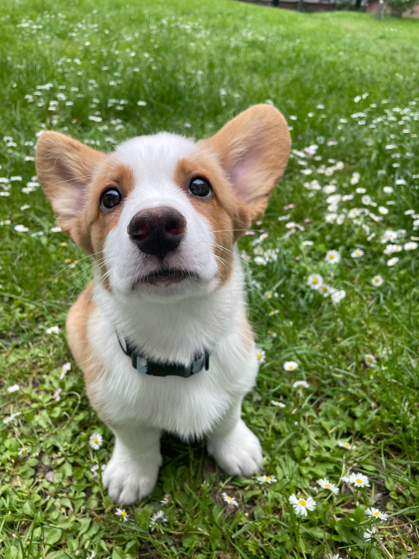 Mevo, Welsh Corgi Cardigan 6 msc.