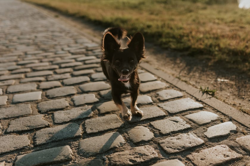 Cześć, jestem Nastka. Moi ludzcy rodzice mówią, że jestem mieszanką wilczura i jamnika.