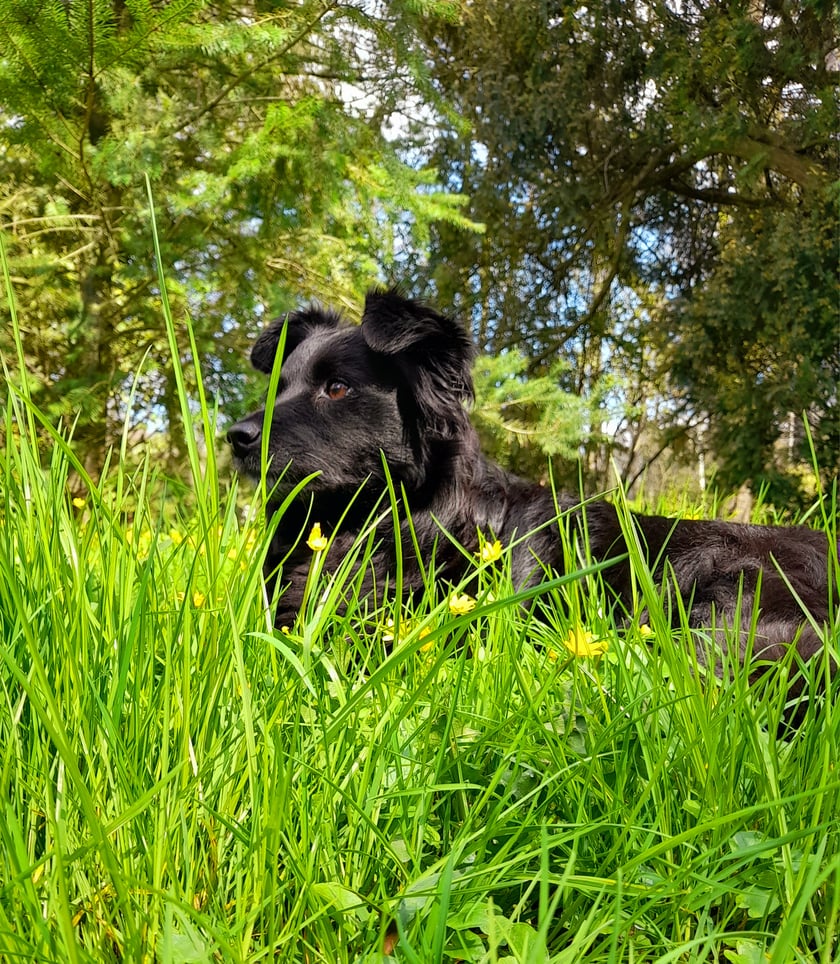 Murzynek jest 7 letnim adopciakiem. Wyglądem przypomina skrzyżowanie lisa ze skunksem, charakterem divę starego Hollywood. Do ulubionych aktywności należą oczywiście jedzenie, spanie oraz polowanie na wiewiórki w parku Szczytnickim (patrz zdjecie)