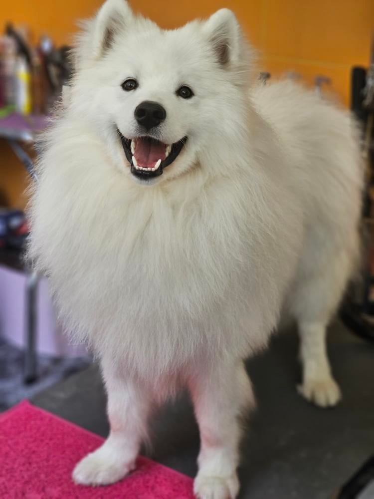 Yogi to roczny samoyed z niezwykle upartym i rozbrykanym charakterkiem. Uwielbia zabawy z innymi pieskami i smaczki, dużo smaczków.