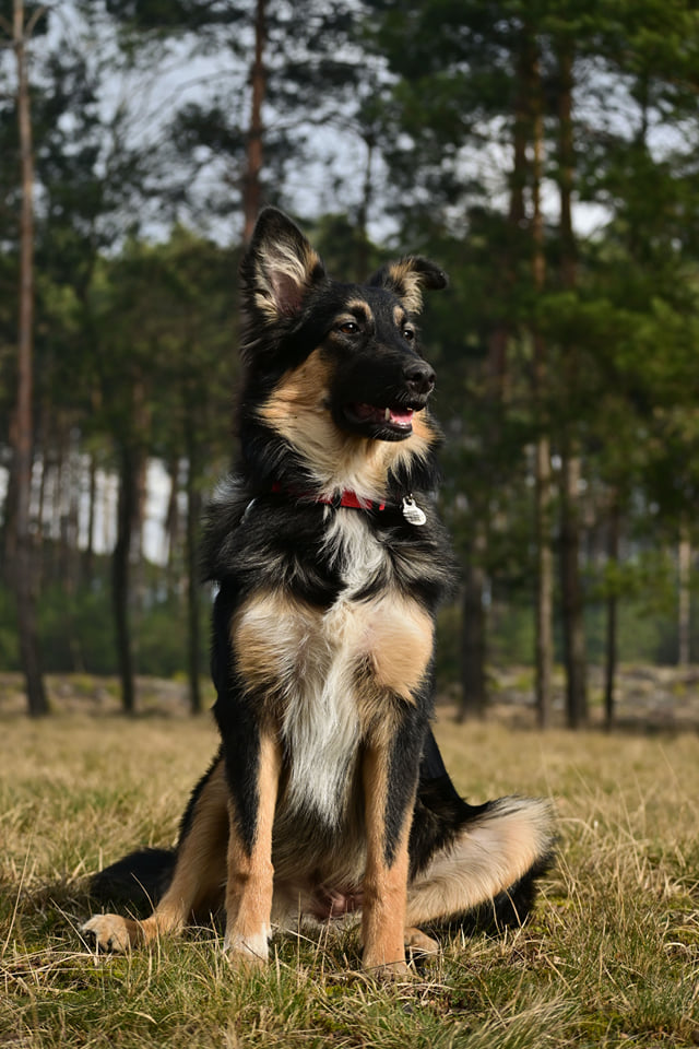 Nuka to pies kundelek ale mamusia była collie. Jest ona bardzo energiczna i uwielbia każdego człowieka. Przyciąga uwagę przechodniów swoim dłuższym pyskiem i puchatym ogonkiem. Uwielbia jak się ją czesze oraz myje ząbki