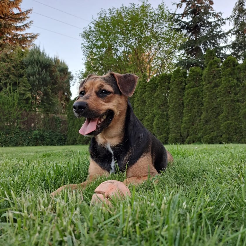 Łajka to mały kosmiczny piesek, który wywrócił moje życie do góry łapami. Jest niesamowicie mądra i równie zwariowana. Bardzo szybko uczy się komend, a za swoją piłeczkę dałaby się pokroić. Jest moją najlepszą przyjaciółką, sprawia, że podejmuję różne działania z uśmiechem, pomimo przeszkód. Jest spełnieniem moich dziecięcych marzeń o czworonogu.