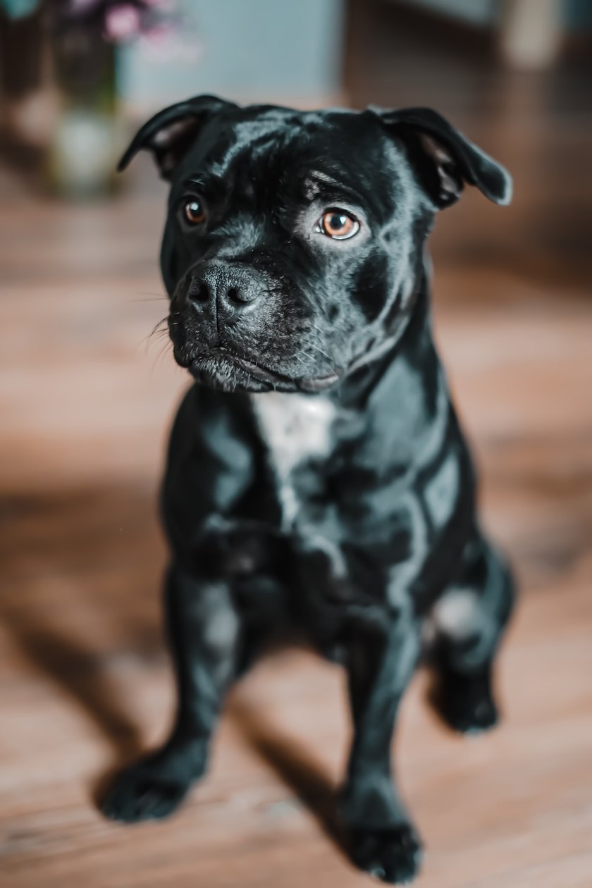 Enzo to pełen energii Staffik, który z każdym człowiekiem wita się jak z najlepszym przyjacielem, uwielbia zabawy z innymi psami, a znudzony pobytem w domu dekoruje meble odciskami swoich ząbków :)