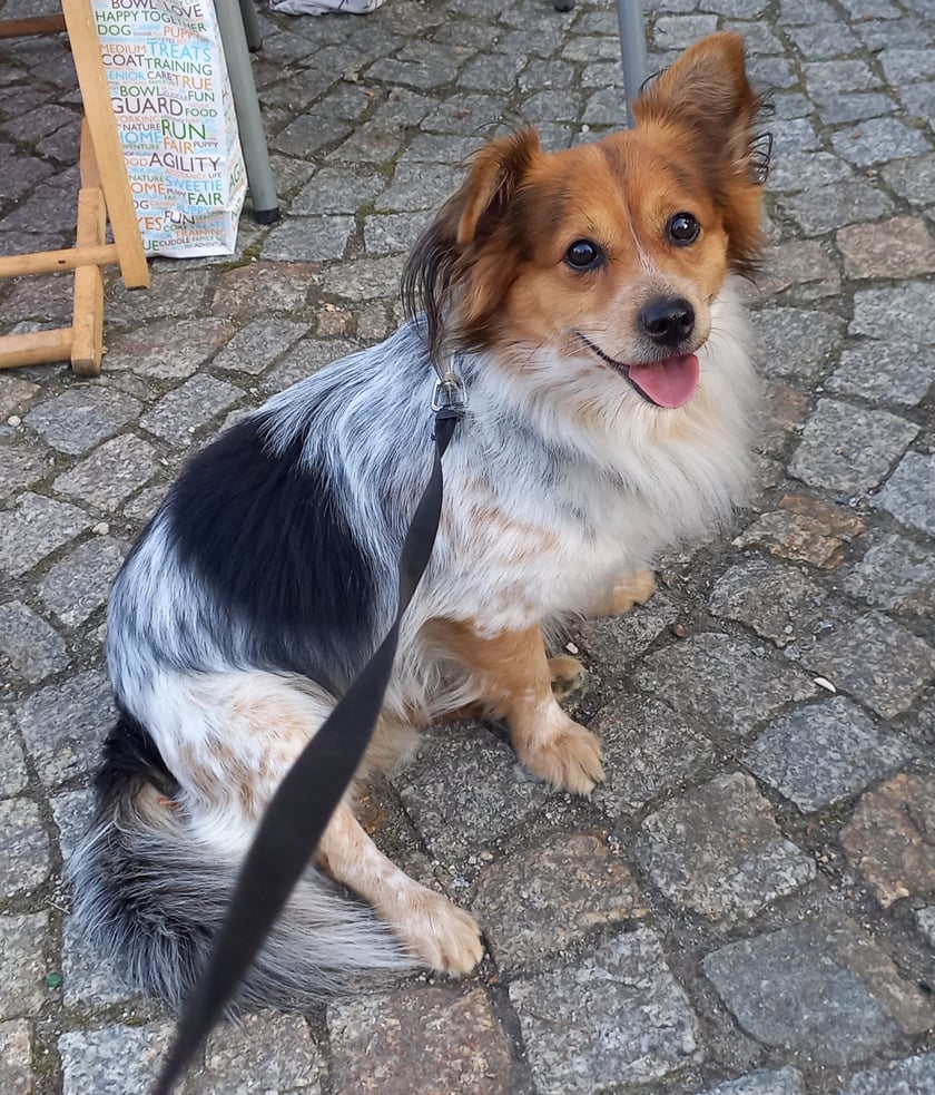 Ponad 3-letni mix ras i kolorów. Pies do tańca i do różańca. Pogodny, przyjacielski, życzliwy, towarzyski. Bardzo cierpliwy. Ciekawy świata. Tropiciel. Zrobić mu sensowne zdjęcie to prawdziwy wyczyn, bo w ogóle nie ma parcia na szkło. Najukochańszy przyjaciel.