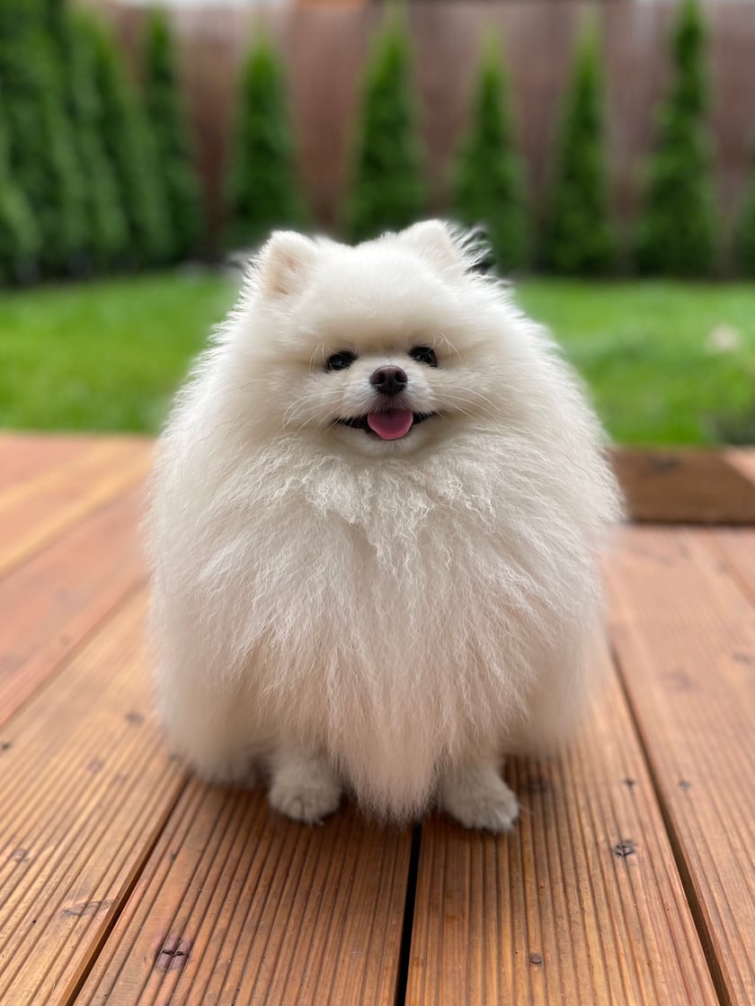 Loki jest przeuroczym szpicem miniaturowym, który uwielbia spacery i zabawy ze swoimi szeleszczącymi zabawkami. Jest również największym fanem drzemek, Gry o Tron i filmów Marvela :)