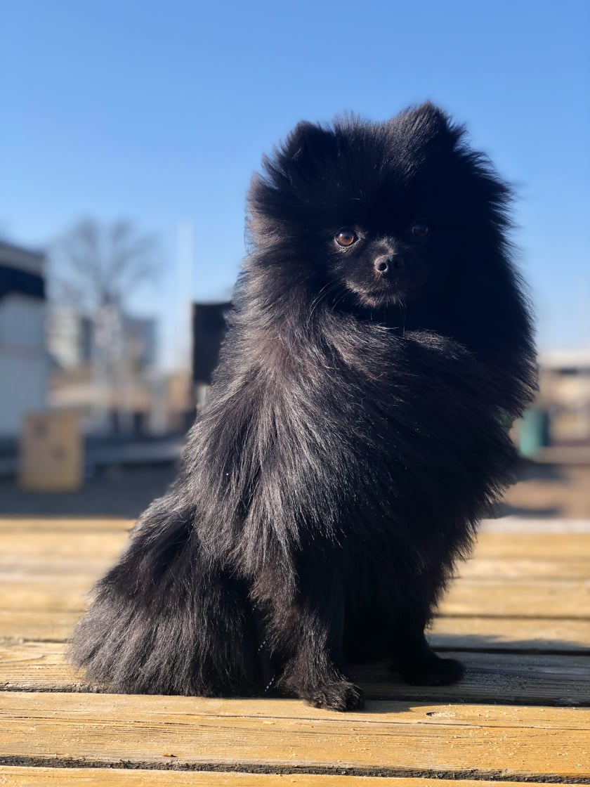 Badi- 3 letni pomeranian, który jest wulkanem energii i najlepszym psyjacielem