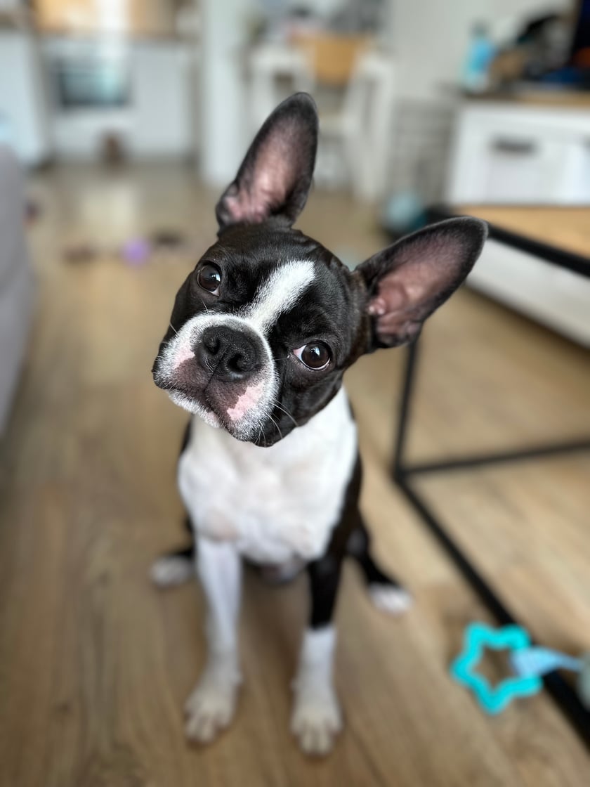 Psiemka, jestem Chrupek - boston terr(OR)ier! Mam 6 miesięcy i jestem ciekawym świata, pełnym energii psiakiem. Uwielbiam naturę, górskie wycieczki i oczywiście… przysmaki. Jeżeli chcesz dowiedzieć się o mnie nieco więcej, to wpadnij na mojego Ig.