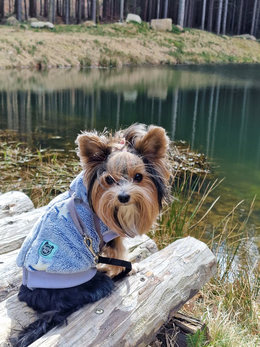 Suczka rasy Yorkshire Terrier Biewer. 3 latka. Uwielbia lenichować.