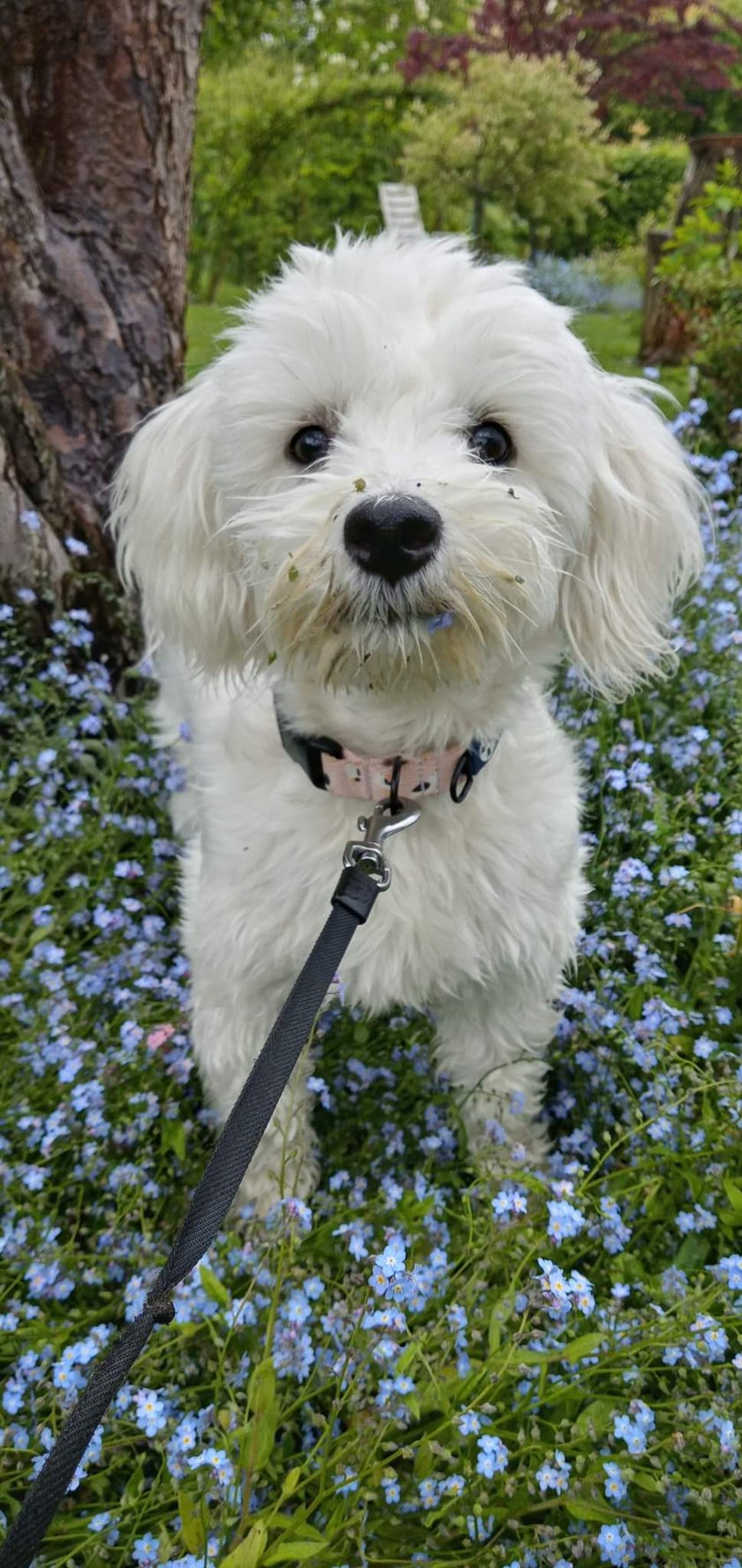 Hej, jestem Bysław, dla znajomych Byś albo Bysio. Uwielbiam długie drzemki, tak jak moja Pańcia. Zjem każdego smaczka, a kałużanka jest wyborna. Jestem psem zaczepno-obronnym i ostrzegam Pańcię przed każdym usłyszanym przeze mnie niebezpieczeństwem. Jestem twardy chłopak, tylko trochę boję się burzy. Mam w sobie ogrom miłości i bez zawahania go okazuję. Mama mówi, że przystojny ze mnie kawaler.