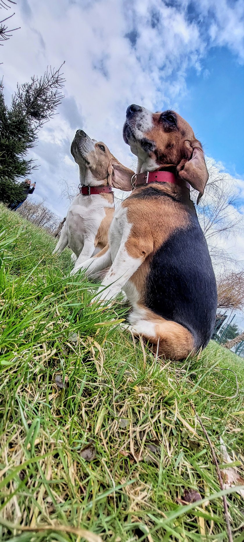 Louis i Lili to absolutnie charyzmatyczny duet BeaglesCrew, obdarzeni ogromną potrzebą dzielenia się miłością ;) do tego duetu, warto dodać dwoje kocich kuzynów albinosków. Żyją w pełnej symbiozie i wzajemności. Serdeczności w imieniu Louisa i Lili ;)
Na zdjęciu Louis z siostrą Lili - Nierozłączni.
Pozdrowienia
Shumi