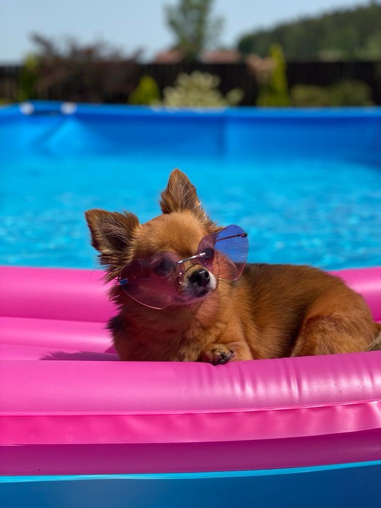 Fenomenalna chihuahua często mylona z małym liskiem i nawet fenkiem.