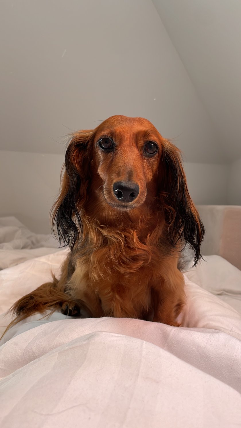 Piękna 8 letnia jamniczka długowłosa! Moje cudko i sens życia!