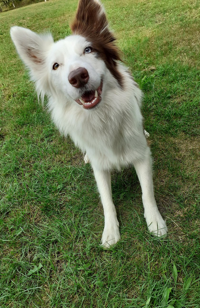 czekoladowy border collie z niesporzyta energia kochający wszystkich
