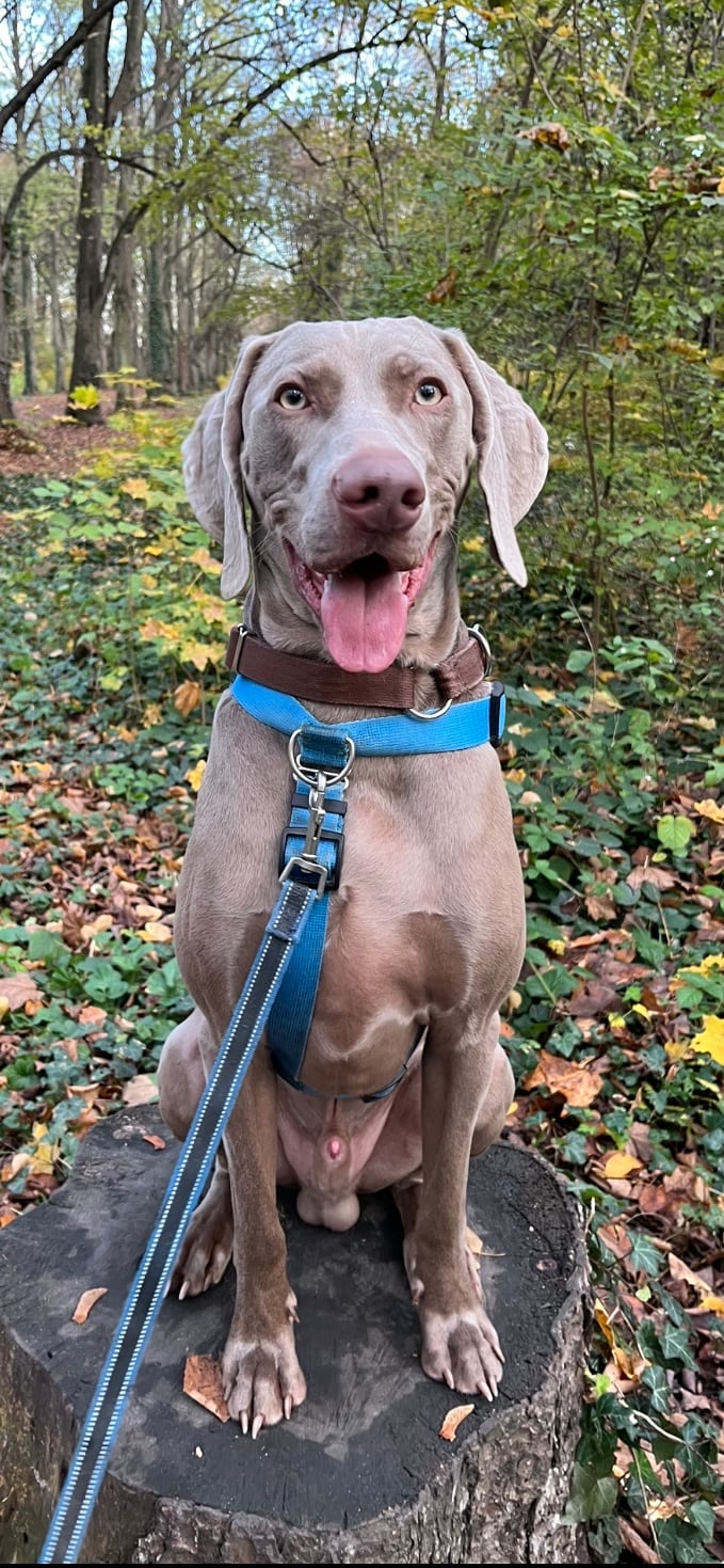 Cześć człowieki! Nazywam się Diablo ale mamusia mówi na mnie "Dibi" "Mysza" "Szarak". Pod koniec października kończę 2 lata, jestem miłym i przyjaznym psem. Jestem wyżłem weimarskim, który uwielbia jeść i kocha mamę najbardziej na świecie. Kiedy idziemy przez park, inne człowieki podchodzą do mojej mamci i mówią jaki to ja piękny jestem i te oczka takie śliczne. Babcia mówi ,że przystojny ze mnie kawaler. Ma rację?
