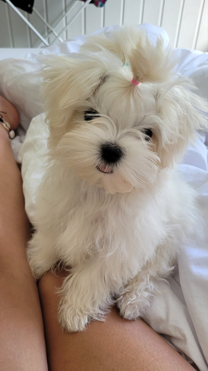 Mała łobuziara, skradła serca wszystkich domowników ;) Uwielba się tulić i chodzic na spacerki. Jest słodziakiem :)