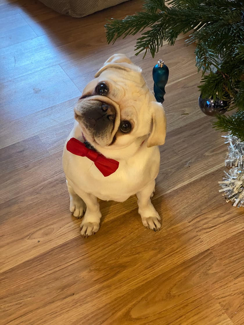 Tylko wyglada jak aniołek