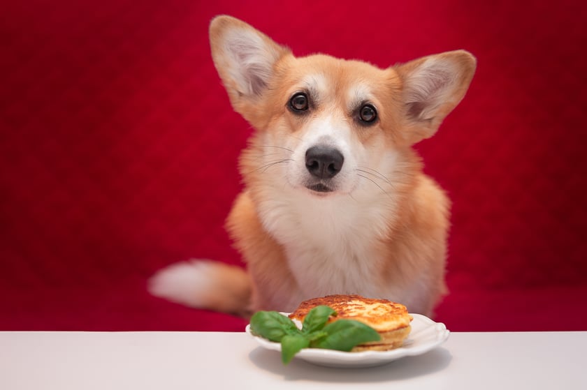 Boo to pies z misją -  jej celem jest osiągniecie doskonałego kształtu kuli, dlatego nigdy nie marudzi przy jedzeniu i  zjada wszystko co znajdzie misce swojej i misce sąsiada.