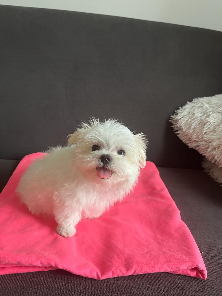 Hej. Mam na imię Koko i od dwóch miesięcy jestem w nowym domku we Wrocławiu! Sam mam dopiero cztery miesiące i co chwilę poznaje coś ciekawego i uczę się nowych rzeczy!