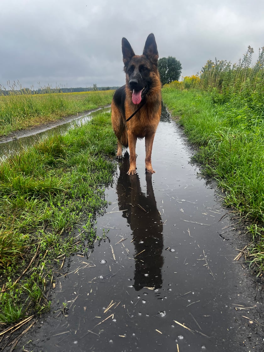 2 letnia sunia owczarka niemieckiego