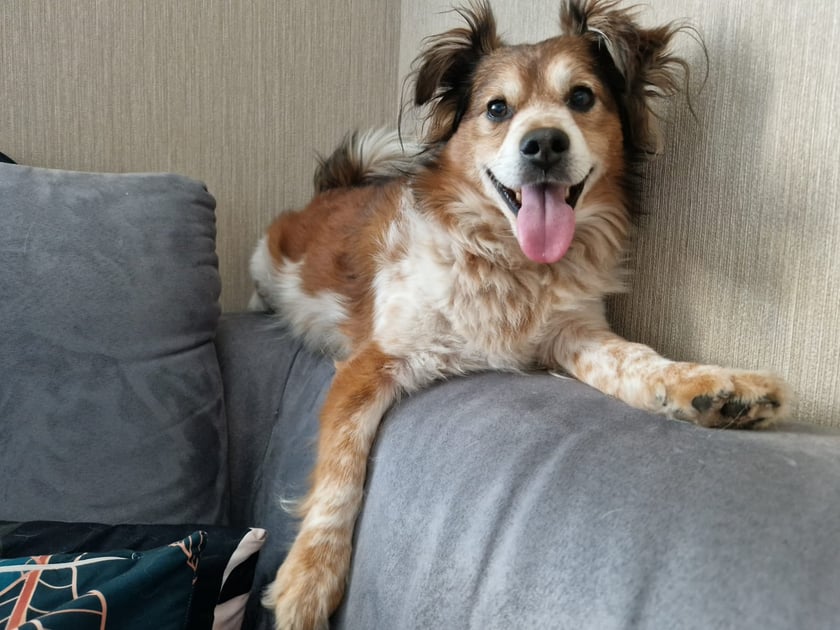 Rewal jest naszym najlepszym przyjacielem i kompanem. Towarzyszy nam już 10 lat, sam wybrał sobie dom, w młodości wiódł pieskie życie przybłędy. Być może nie jest najlepszym sportowcem, nie wytropi smakołyka (choćby ten leżał tuż koło jego nosa:)), za to ma ogromne serce, wielką wrażliwość na nastroje swoich przyjaciół i empatię. Nowych sztuczek uczy się z radością i w błyskawicznym tempie. Komunikuje wszystkie swoje zachcianki, a my większość z nich spełniamy z wdzięczności, że dzieli z nami życie.