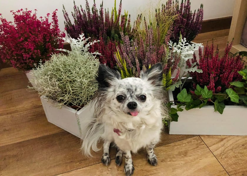 Lila, chihuahua, 5 lat. Jej supermocą jest bycie najbardziej towarzyskim pieskiem świata :) kocha wszystkich ludzi, z wzajemnością :)