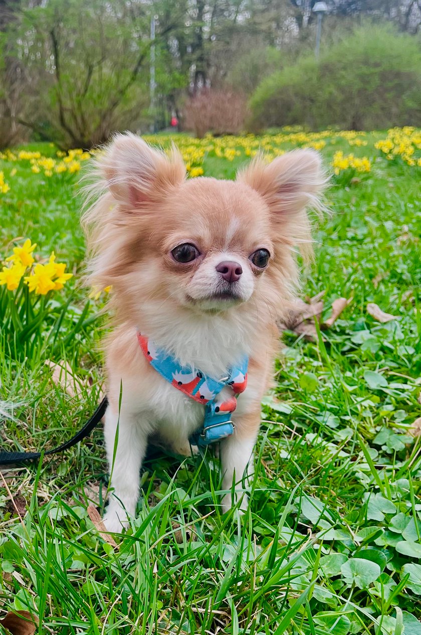 Leoś, chihuahua - w czerwcu 2023 skończył rok. Największy fan serowych chrupek :)
Piesek z hodowli Mały Meksykanin.