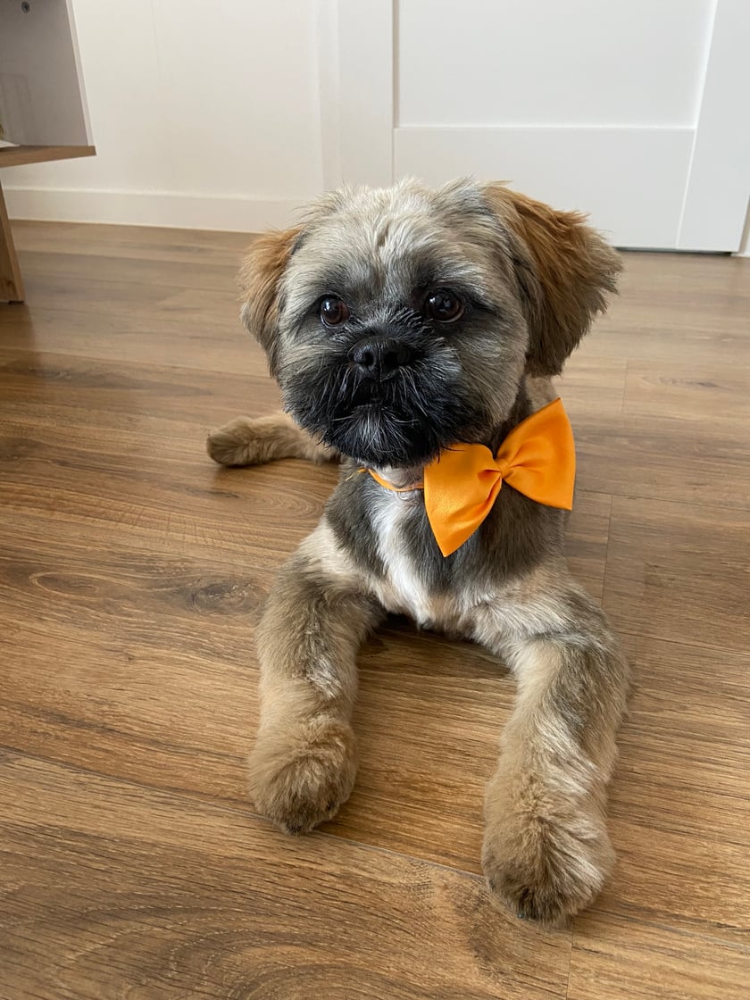 Braver jest bardzo wesołym i energicznym 11-miesięcznym pieskiem rasy Shih-Tzu o zaskakującym ubarwieniu. Uwielbia każdego, kogo tylko napotka na swojej drodze!