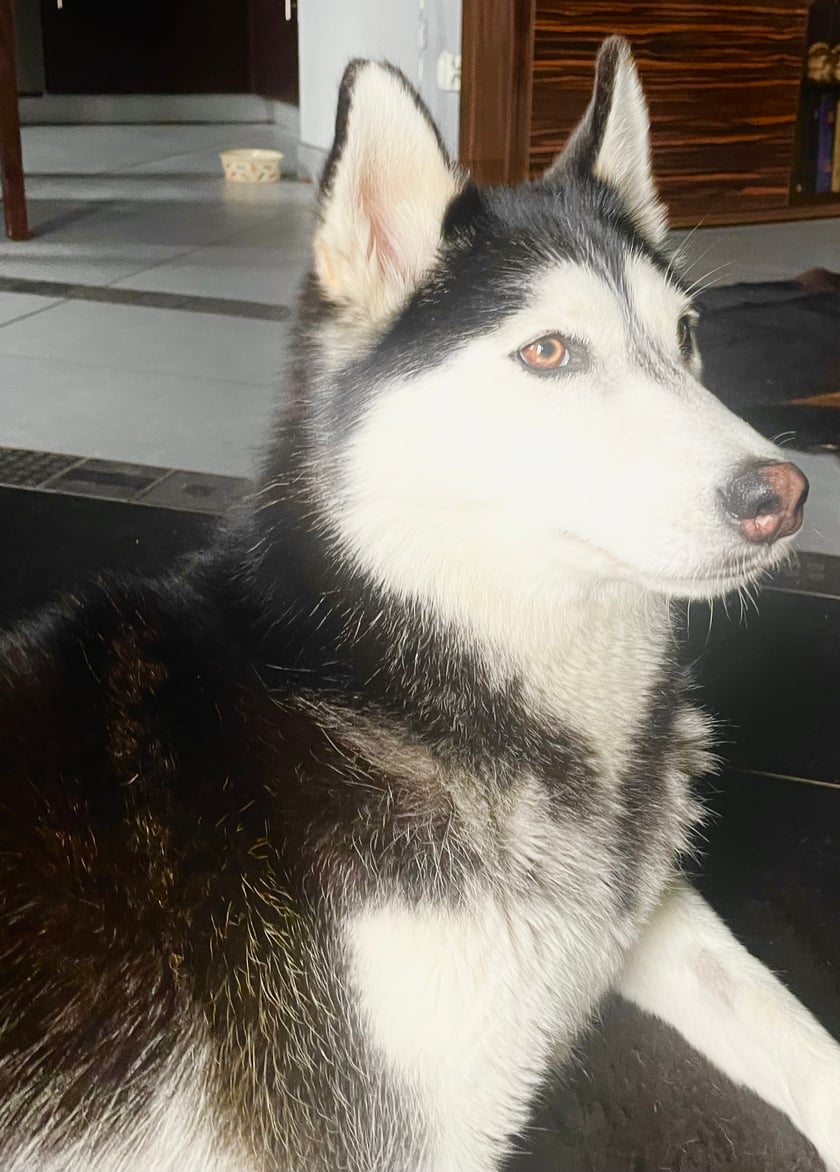 Curie to 2,5 panna husky. Trafiła do nas właściwie z ulicy przez przypadek. Znalazła nas i odmieniła nasz świat. Zaraziła nas swoją energią, radością i miłością do wszystkiego. Uśmiech nie schodzi jej z pyszczka, co ma na nas pozytywny wpływ. Dzięki niej nauczyliśmy się spokoju i cierpliwości. Wróciliśmy do aktywności ruchowej, bo to wymagająca rasa. Nie ma w niej jednak złości ani agresji. Psiak kocha wszystkich ludzi, dzieci i inne psy, a my kochamy ją jeszcze bardziej :)