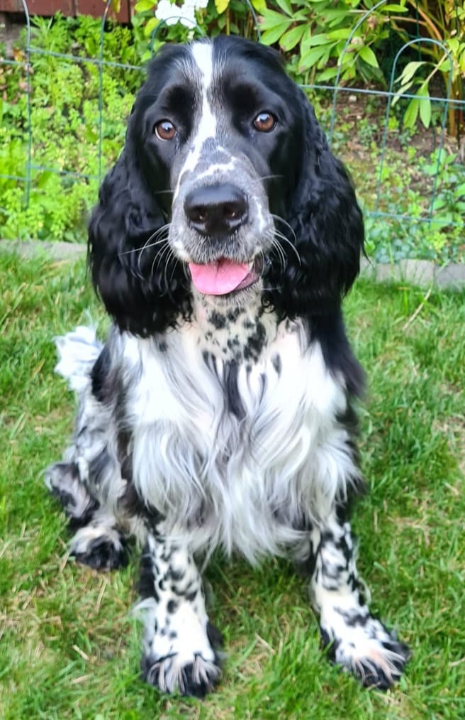 Springer Spaniel Angielski przecudnego charakteru, kochający swoją rodzinę ponad wszystko, niezwykle pojętny i chętny do nauki a dopiero 11 miesięcy.