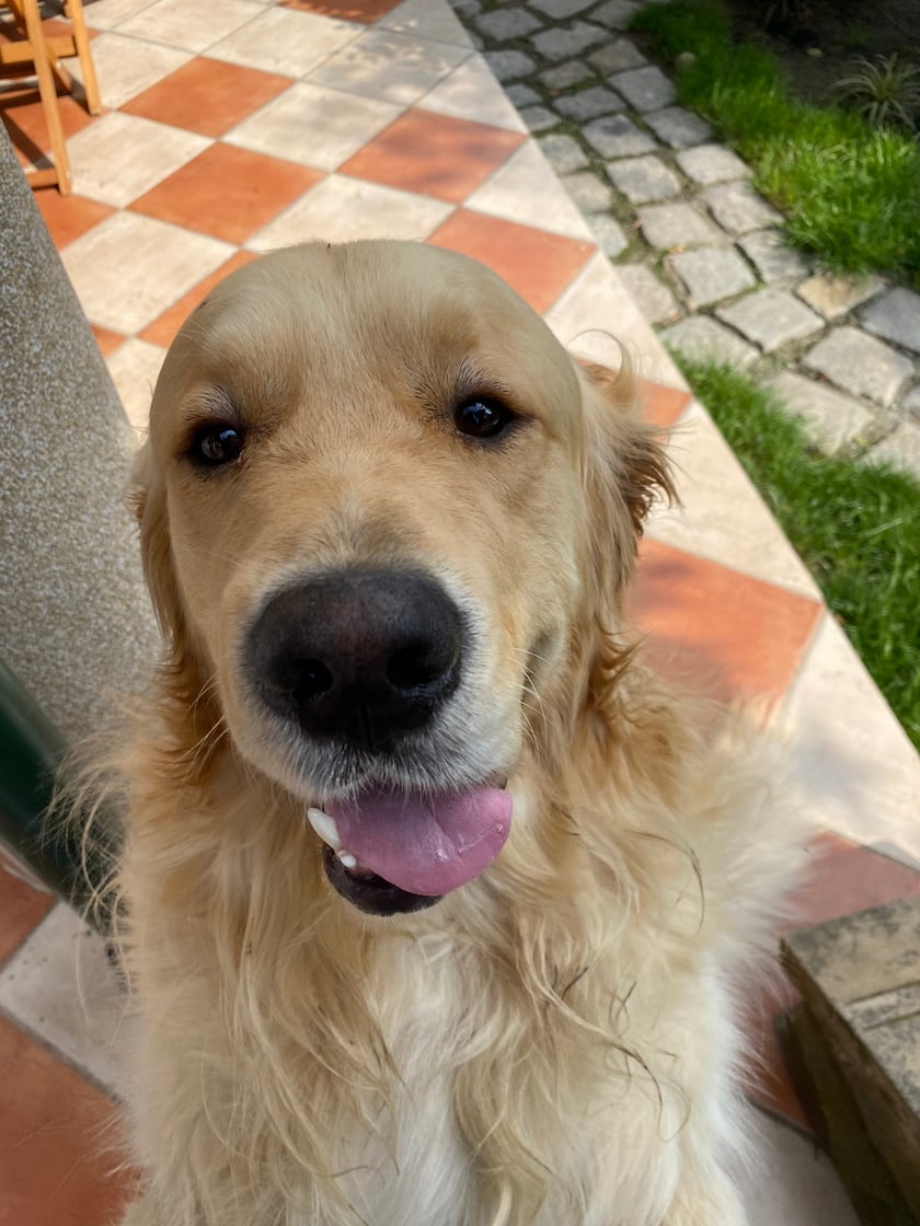 Wektor to czteroletni samiec rasy Golden Retriever. Jest bardzo przyjazny wobec ludzi, jak i innych zwierząt. Uwielbia spędzać czas na zabawach, takich jak bieg za rzuconą piłką, czy przeciąganie zabawki. Ponadto zna dużo komend- usiądź, podaj łapę, turlaj się, przynieś buty i wiele, wiele innych. Wspomnieć należy również o tym, że cechuje go niezwykły urok osobisty, na który składa się przepełnione uczuciem oraz radością spojrzenie i wspaniały uśmiech.