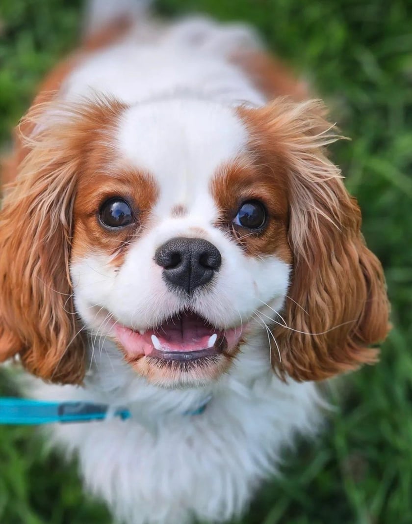 Nasze majestatyczne zwierze, hobby - dręczenie kota