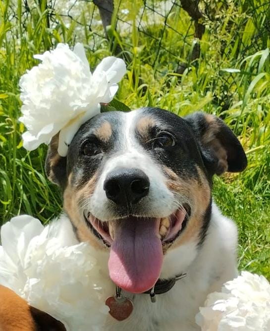 Porzucony, kulejacy Piesek- Znajda. Dusza towarzystwa. Przeżył bo bardzo garnął sie do ludzi. Od kilku lat szczęśliwy w bezpiecznym domu. Najbardziej lubi drapanie po pleckach i smaczne kąski.