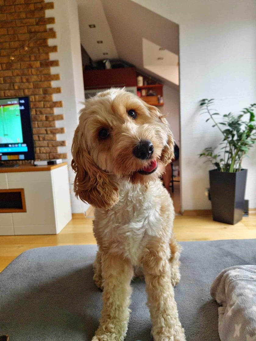 Cockapoo, 3 letnia suczka, mega kochany czort.